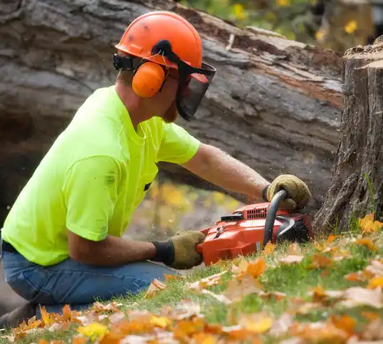tree services Nicollet